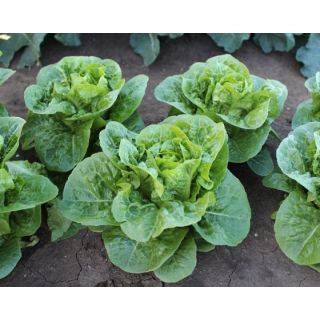 Compra LECHUGA YAMBU Píldora Sphera (25.000 Semillas) en la tienda online Fito Agrícola