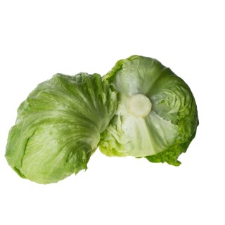 Compra LECHUGA AZOHIA Píldora Sphera (25.000 Semillas) en la tienda online Fito Agrícola