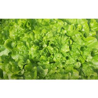 Compra LECHUGA ROCAMBOLE Píldora Sphera (5.000 Semillas) en la tienda online Fito Agrícola