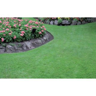 Compra CÉSPED RÚSTICO (1 Kgr.). en la tienda online Fito Agrícola