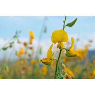 Compra CROTALARIA JUNCEA SUNN HEMP Sin Tratar (5 Kgr.) en la tienda online Fito Agrícola