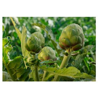 Compra ALCACHOFA LORCA (500 Semillas) en la tienda online Fito Agrícola