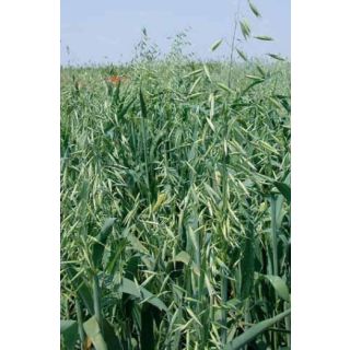 Compra AVENA SATIVA PREVISIÓN R2 (20 Kgr.) en la tienda online Fito Agrícola