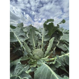 Compra BRÓCOLI CLAREMONT F1 Precisión (10.000 Semillas) en la tienda online Fito Agrícola