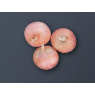 Compra CEBOLLA CERVERA F-1 Precisión (250.000 Semillas) en la tienda online Fito Agrícola