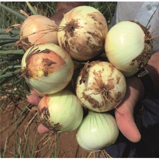 Compra CEBOLLA HACIENDA Precisión (250.000 Semillas) en la tienda online Fito Agrícola