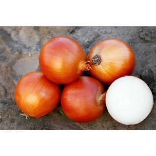 Compra CEBOLLA CAMPERO F1 (100.000 Semillas) en la tienda online Fito Agrícola