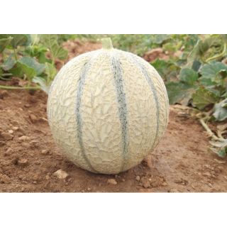 Compra MELÓN SARAMIR F1 (1.000 Semillas) en la tienda online Fito Agrícola