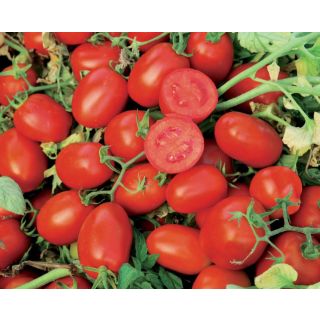 Compra TOMATE ENCOMIENDA Precisión (25.000 Semillas) en la tienda online Fito Agrícola