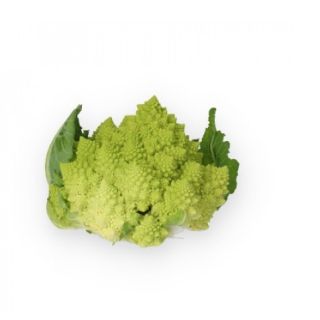 Compra COLIFLOR DELAVERDE RZ F1 Precisión (2.500 Semillas). en la tienda online Fito Agrícola