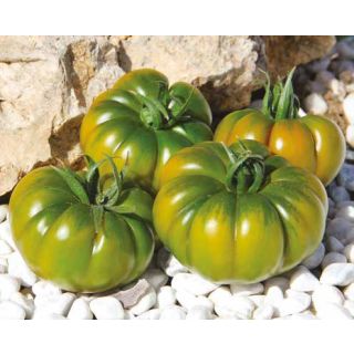 Compra TOMATE MAREMAGNO F1 Precisión Sin Tratar (1.000 Semillas) en la tienda online Fito Agrícola