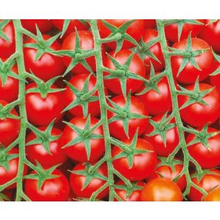 Compra TOMATE SINTONIA F1 Precisión (1.000 Semillas) en la tienda online Fito Agrícola