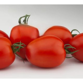 Compra TOMATE AZOVIAN F1 Precisión (1.000 Semillas) en la tienda online Fito Agrícola
