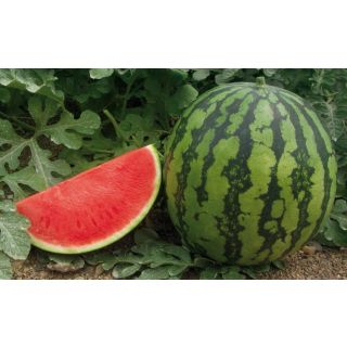 Compra SANDÍA KALANDA F1 Pregerminada (1.000 Semillas) en la tienda online Fito Agrícola