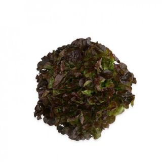 Compra LECHUGA SUYAI RZ Pildorada (5.000 Semillas). en la tienda online Fito Agrícola