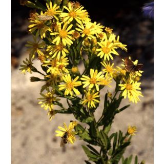 Compra OLIVARDA (50 gr.). en la tienda online Fito Agrícola