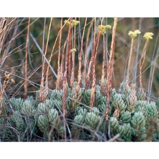 Compra UÑA DE GATO (10 gr.). en la tienda online Fito Agrícola