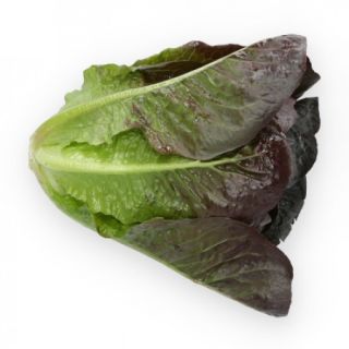 Compra LECHUGA HETEA RZ Pildorada (5.000 Semillas). en la tienda online Fito Agrícola