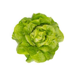Compra LECHUGA SANDALINA RZ Pildorada (5.000 Semillas). en la tienda online Fito Agrícola