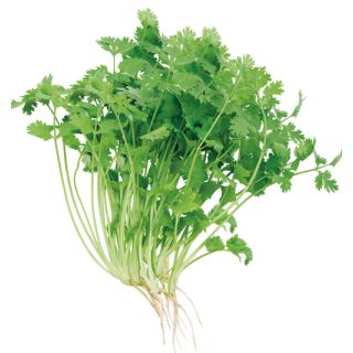 Compra CILANTRO MAROCCAN (5 Kgr.). en la tienda online Fito Agrícola