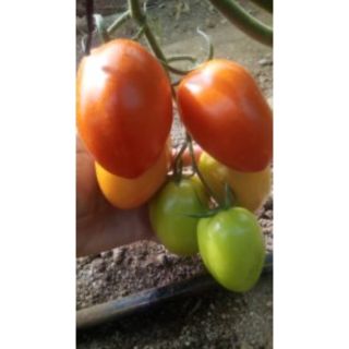 Compra TOMATE XIRAMAT RZ F1 (1000 Semillas). en la tienda online Fito Agrícola