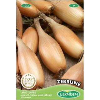 Compra CEBOLLA ECHALION ZEBRUNE (3 gr.). en la tienda online Fito Agrícola