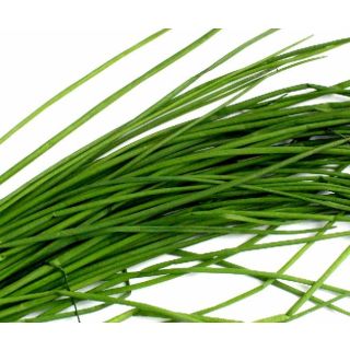 Compra CEBOLLINO GRUESO (50 gr.). en la tienda online Fito Agrícola