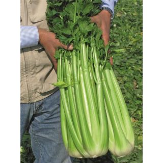 Compra APIO CONGA F1 Pildorado Pregerminado ECOLÓGICO (10.000 Semillas) en la tienda online Fito Agrícola