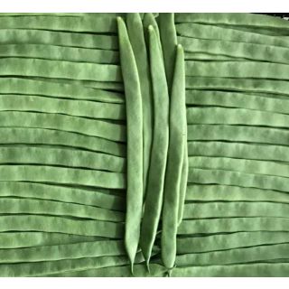 Compra JUDÍA GLORIA - NCC (1.000 Semillas) en la tienda online Fito Agrícola