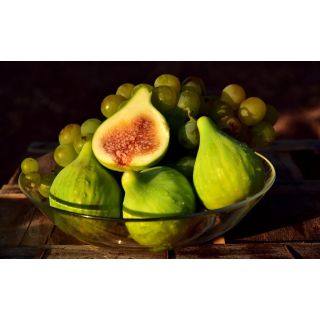 Compra HIGUERA DEL REY (Breva) en la tienda online Fito Agrícola