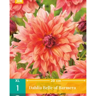 Compra DALIA BELLE OF BARMERA en la tienda online Fito Agrícola