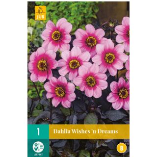 Compra DALIA WISHES 'N DREAMS en la tienda online Fito Agrícola