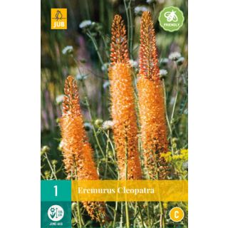 Compra EREMURUS CLEOPATRA en la tienda online Fito Agrícola