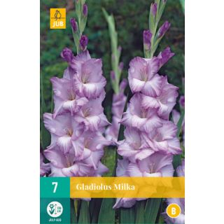 Compra GLADIOLO MILKA en la tienda online Fito Agrícola