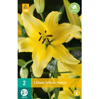 Compra LILIUM YELLOW POWER en la tienda online Fito Agrícola