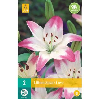 Compra LILIUM SUGAR LOVE en la tienda online Fito Agrícola