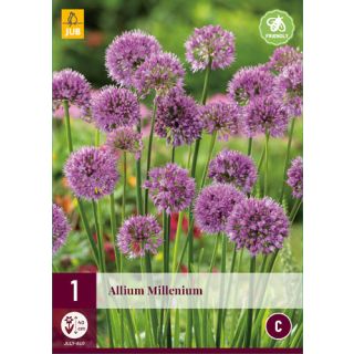 Compra ALLIUM MILLENIUM en la tienda online Fito Agrícola