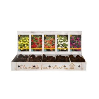 Compra BEGONIA PENDULA Cofre (150 Unid.) en la tienda online Fito Agrícola