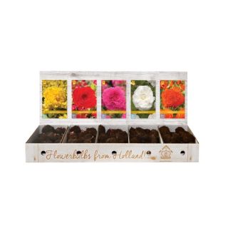 Compra BEGONIA FIMBRIATA Cofre (150 Unid.) en la tienda online Fito Agrícola