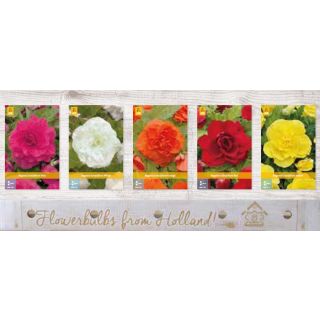 Compra BEGONIA GRANDIFLORA Cofre (150 Unid.) en la tienda online Fito Agrícola