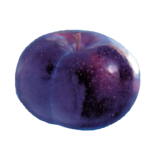 Compra CIRUELO BLACK DIAMOND en la tienda online Fito Agrícola