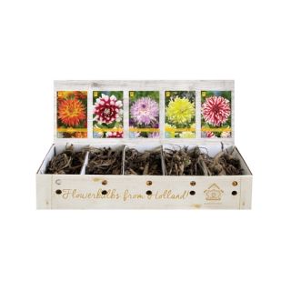 Compra DALIA DECORATIVA B Cofre (75 Unid.) en la tienda online Fito Agrícola