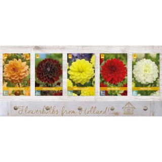 Compra DALIA DECORATIVA A Cofre (75 Unid.) en la tienda online Fito Agrícola