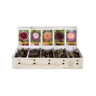 Compra DALIA CACTUS B Cofre (75 Unid.) en la tienda online Fito Agrícola