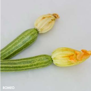 Compra CALABACÍN ROMEO F1 (1.000 Semillas) en la tienda online Fito Agrícola