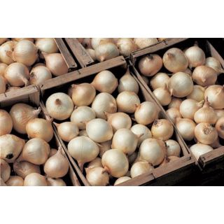 Compra CEBOLLA CENOL (100 gr.). en la tienda online Fito Agrícola