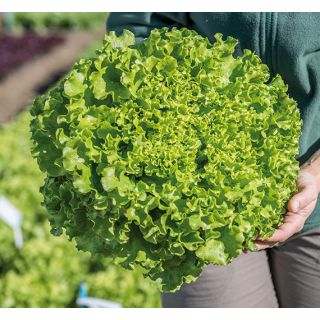 Compra LECHUGA GOGUETTA Pildorada (5.000 Semillas) en la tienda online Fito Agrícola