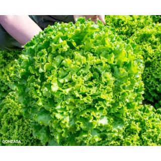 Compra LECHUGA GONZAGA Pildorada (5.000 Semillas) en la tienda online Fito Agrícola