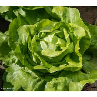 Compra LECHUGA IBERY Pildorada (5.000 Semillas) en la tienda online Fito Agrícola