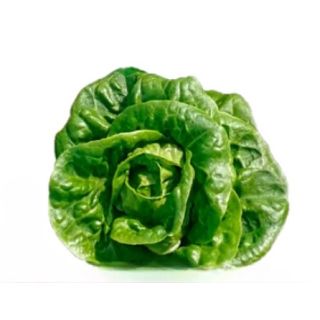 Compra LECHUGA GUAPI Pildorada (5.000 Semillas) en la tienda online Fito Agrícola